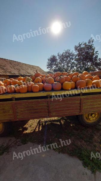 Halloweenská dýně na prodej