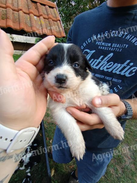 border collie