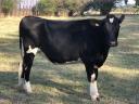 Holstein-Friesian HF heifer calf cattle for sale