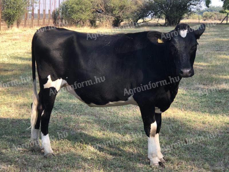 Holstein-Friesian HF heifer calf cattle for sale