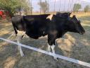 Holstein-Friesian HF heifer calf cattle for sale