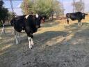 Holstein-Friesian HF heifer calf cattle for sale