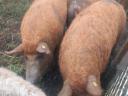 Mangalica fatteners