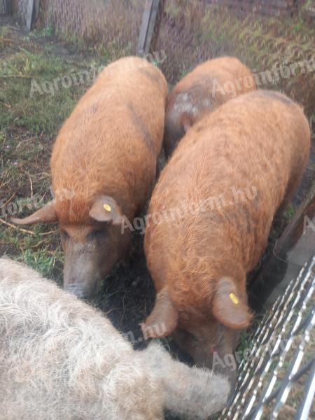 Mangalica za pitanje