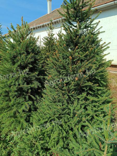 Cut pine for sale