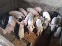 24 piglets for sale