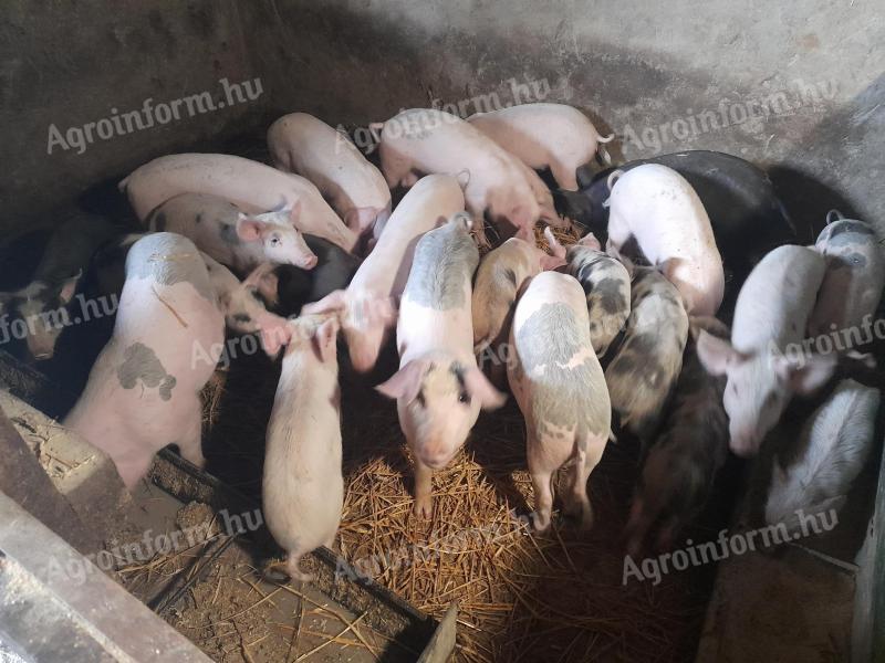 24 Schweine und Ferkel zu verkaufen