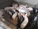 24 piglets for sale