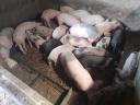 24 piglets for sale