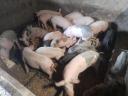 24 piglets for sale