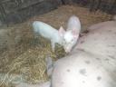 24 piglets for sale