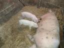 24 piglets for sale