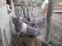 24 piglets for sale