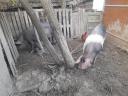 24 piglets for sale