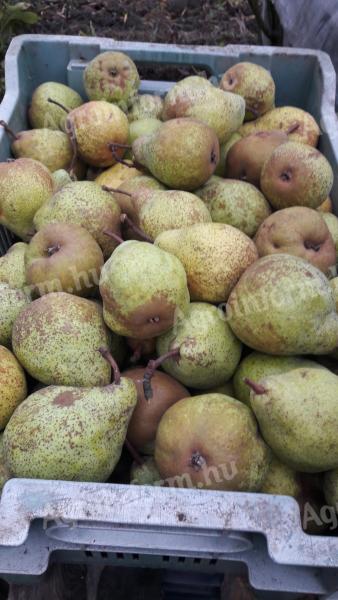 Organic winter pears for sale