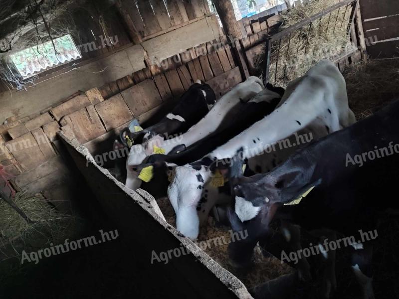 Bull calves for sale