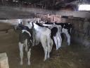 Bull calves for sale