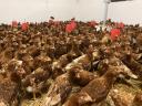 Nick Brown laying hens available