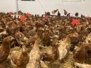 Nick Brown laying hens available