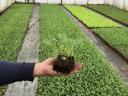 Courgette seedlings for sale