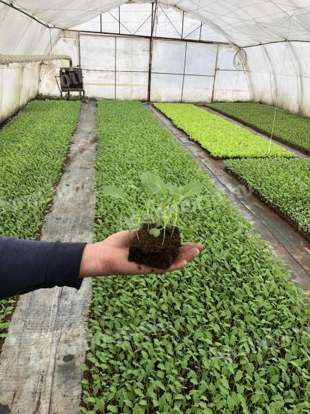 Courgette seedlings for sale