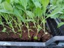 Courgette seedlings for sale