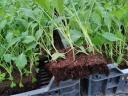 Courgette seedlings for sale