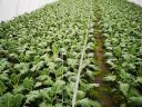 Courgette seedlings for sale