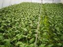 Courgette seedlings for sale