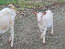 Cameroon sheep and goats for sale