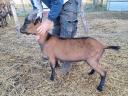 Alpine goat for sale