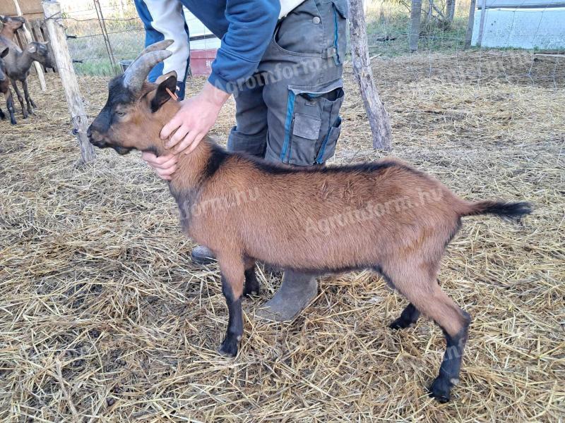 Alpine goat for sale