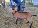 Alpine goat for sale