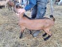 Alpine goat for sale