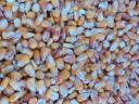 Maize for sale in both large and small lots