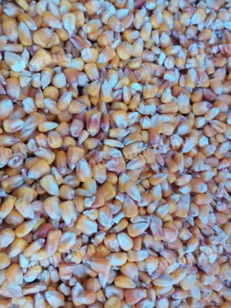 Maize for sale in both large and small lots