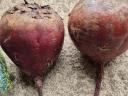 Beetroot