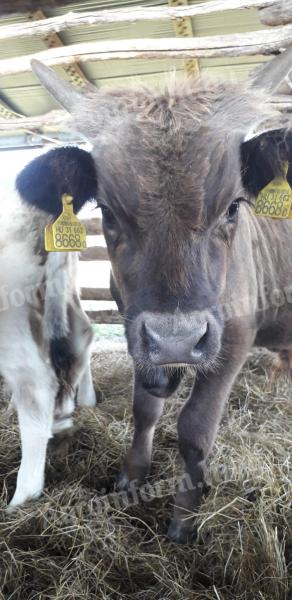 Bullenkalb, 6 Stück zu verkaufen