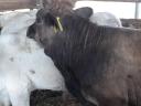 Bull calf, 6 calves for sale