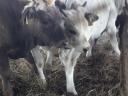 Bull calf, 6 calves for sale