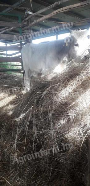 Bullenkalb, 6 Stück zu verkaufen