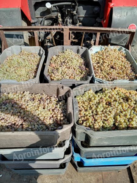 Saszla (white) grapes for sale