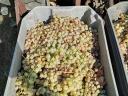 Saszla (white) grapes for sale