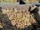 Saszla (white) grapes for sale