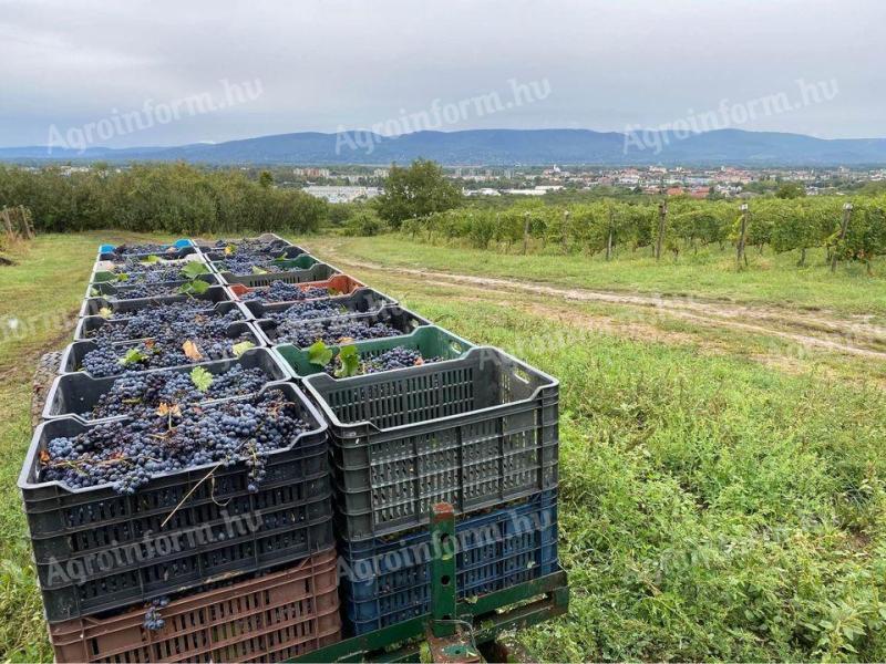 Grozdno vino Zweigelt Vácon