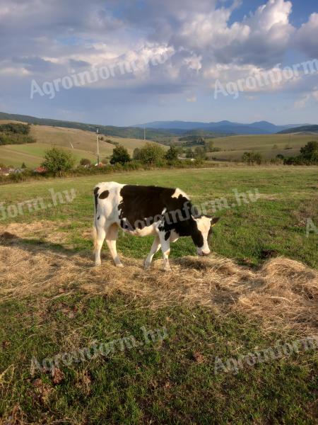 Jałówka na sprzedaż