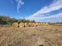 Millet hay for sale