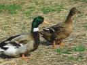 Duck: native Hungarian ducks for sale