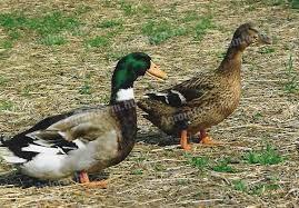 Duck: native Hungarian ducks for sale