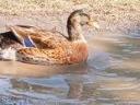 Duck: native Hungarian ducks for sale